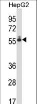 DEF8 Antibody (aa484-512)