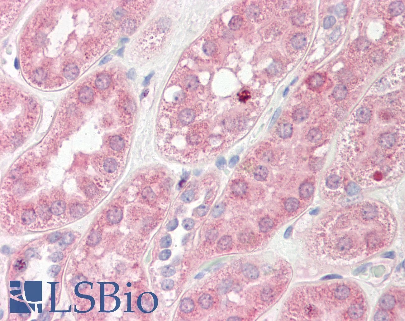 MSRA Antibody (C-Terminus)