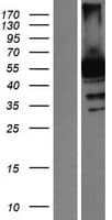 RANBP3 Protein (Over-Expression Lysate Myc-DDK (Flag))