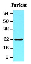 BID Antibody (aa1-195, clone 4D3)