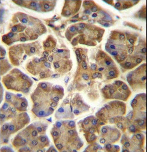 CCDC90B Antibody (aa123-152)