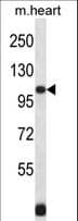 NPRB / NPR2 Antibody (aa480-509)