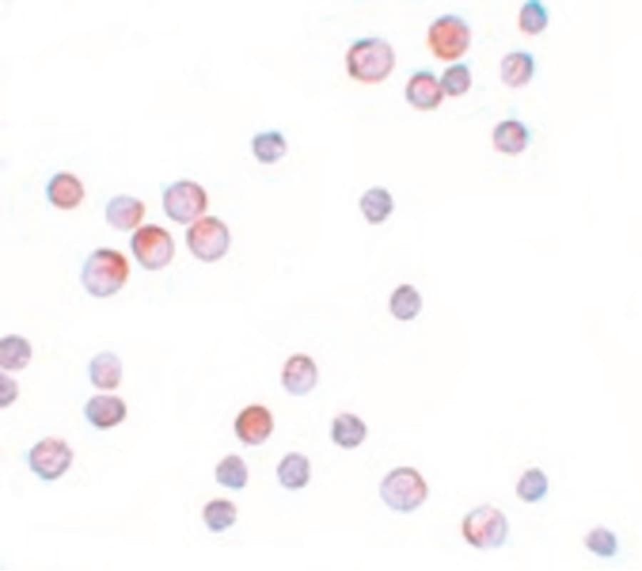 IHC-plus™ FOXO4 / AFX1 Antibody