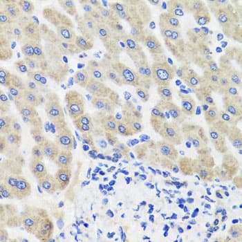 HSD2 / HSD11B2 Antibody