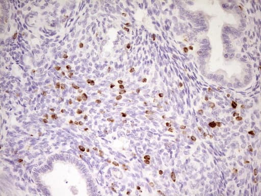 Monoclonal Mouse anti-Human APOBR / APOB48R Antibody (clone OTI1B1, aa780-1088, IHC, WB)