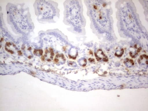 Monoclonal Rat BrdU Antibody (clone 4A6, IHC)