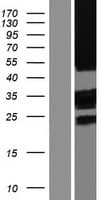 TMEM185A / FAM11A Protein (Over-Expression Lysate Myc-DDK (Flag))