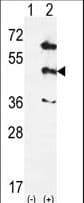 MAPK12 / ERK6 / SAPK3 Antibody (aa339-367)
