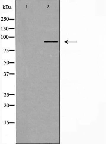 CYP2C8 Antibody
