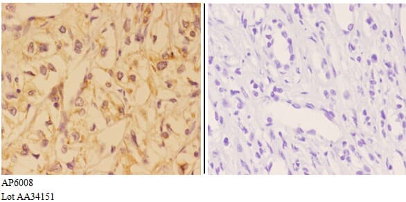 VNN1 Antibody