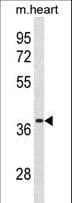 VSIG2 Antibody (aa250-278)