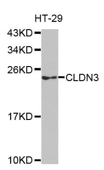 CLDN3 / Claudin 3 Antibody