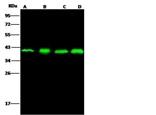 APEX1 / APE1 Antibody (Preservative Free)