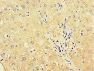 UVRAG Antibody