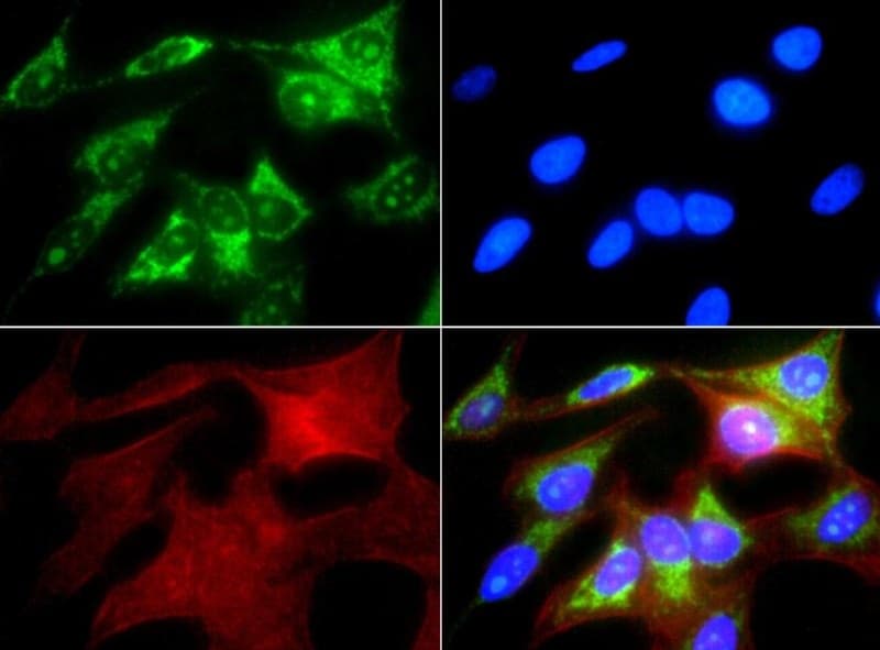 HSPD1 / HSP60 Antibody