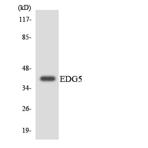 Polyclonal Rabbit anti-Human SIPR2 / S1P2 / EDG5 Antibody (aa254-303, WB)
