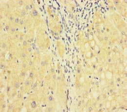 F5 / Factor Va Antibody