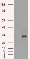 Monoclonal Mouse anti-Human PRKY Antibody (clone OTI5E9, Carrier-free, IHC, IF, WB)