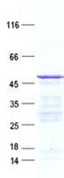 Human FCRLB / FREB-2 Protein (Recombinant His, N-Terminal)