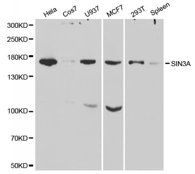 SIN3A Antibody (aa1-120)