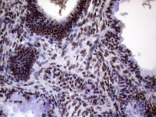 XRN2 Antibody (aa677-779, clone OTI5F4)
