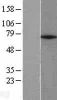 ZNF354A Protein (Over-Expression Lysate Myc-DDK (Flag))
