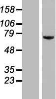 Human KIAA0020 / PEN Protein (Over-Expression Lysate Myc-DDK (Flag))