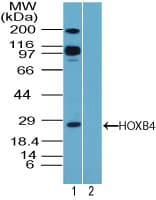 HOXB4 Antibody (aa100-150)