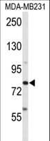 ADAM9 Antibody (aa704-733)