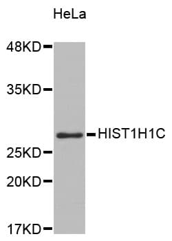 HIST1H1C Antibody