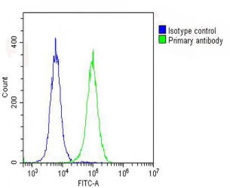 RPS7 / Ribosomal Protein S7 Antibody (C-Terminus)