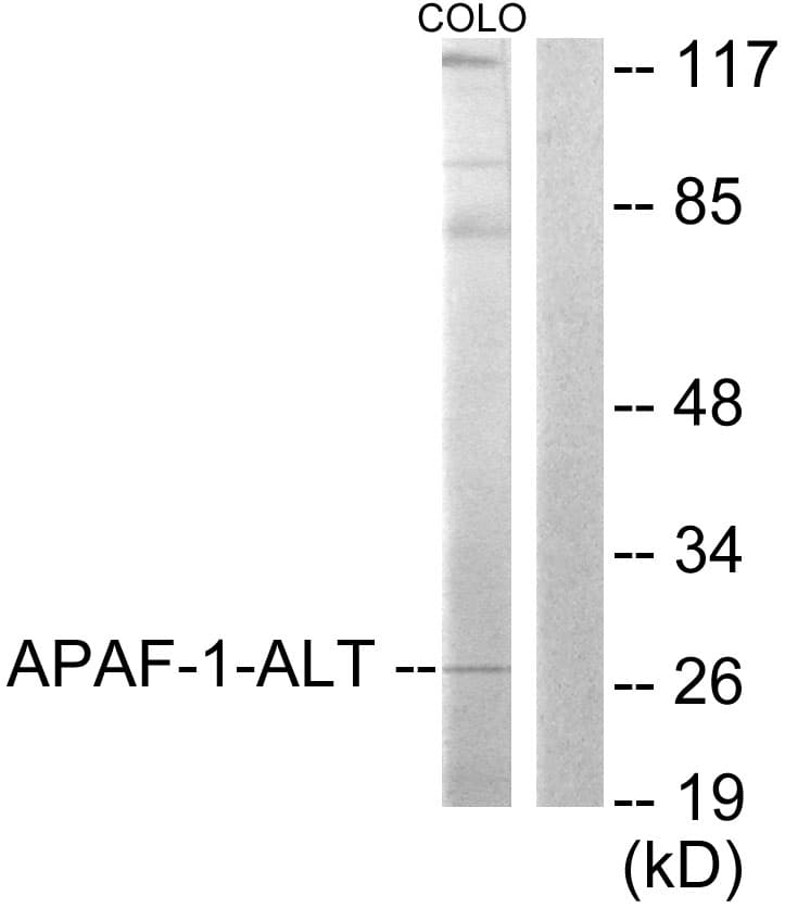 IHC-plus™ APAF1 / APAF-1 Antibody (aa289-338)
