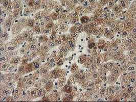 ILVBL Antibody (clone OTI1A12)
