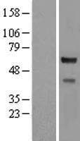 Human CORO2A Protein (Over-Expression Lysate Myc-DDK (Flag))