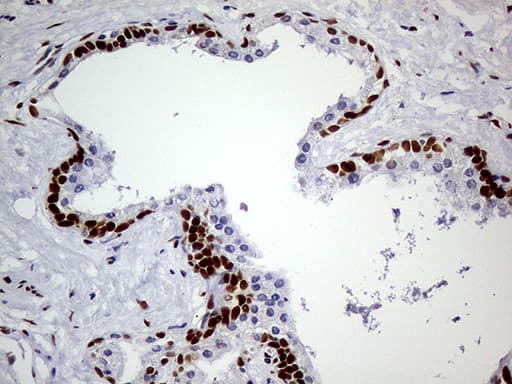 MEIS1 Antibody (aa176-390, clone OTI2A3)