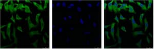 IHC-plus™ EIF4A1 Antibody (clone M8)