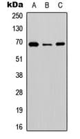 SLC6A12 / BGT-1 Antibody (C-Terminus)
