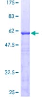 Human HABT1 / ABT1 Protein (Recombinant GST)