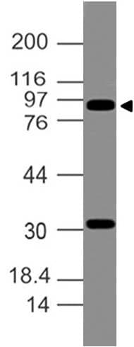 VIL1 / Villin Antibody