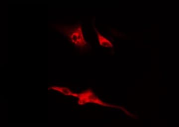 CCNB1 / Cyclin B1 Antibody (phospho-Ser126)
