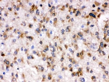 OTOF / Otoferlin Antibody