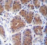 MID1IP1 Antibody (aa24-51)