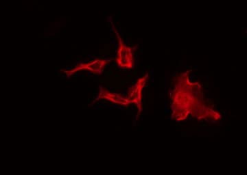PEX2 / PAF-1 Antibody