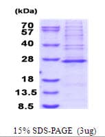 Human MRPS23 Protein (Recombinant His)