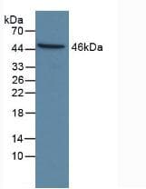 CASP9 / Caspase 9 Antibody (aa1-134)