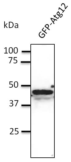 APG12 / ATG12 Antibody (N-Terminus)