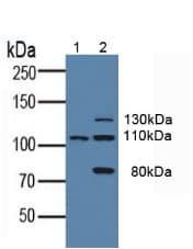 CD135 / FLT3 Antibody (aa335-544)
