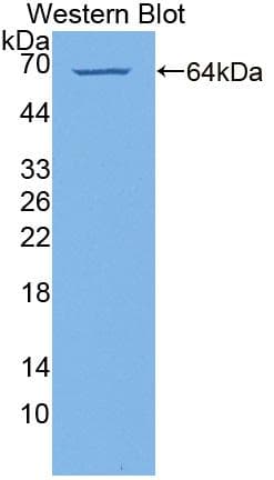 PI4KA Antibody (aa1-300)