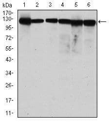 MCM2 Antibody (clone 10000000)
