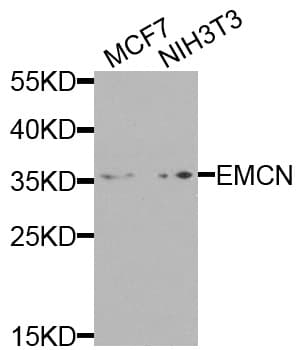 Polyclonal Rabbit anti-Human EMCN / Endomucin Antibody (WB)